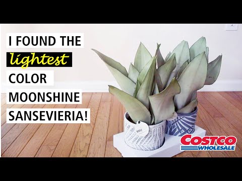 I Found the Lightest Color Moonshine Sansevieria at Costco!