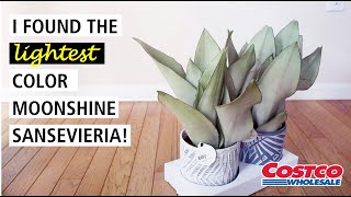 I Found The Lightest Color Moonshine Sansevieria At Costco
