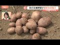 じゃがいも、タマネギは2～3割安　天候恵まれ豊作も“出荷前倒し”で9月末に値上がりする懸念の野菜も【Nスタ解説】｜TBS NEWS DIG