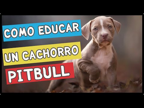 Video: 3 formas de cuidar a los cachorros de Pitbull