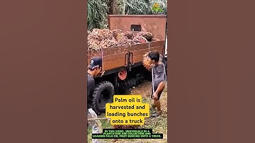 Palm oil is harvested and loading bunches onto a truck
