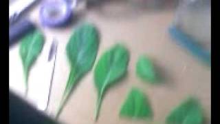 Salvia Divinorum Indoor Grow