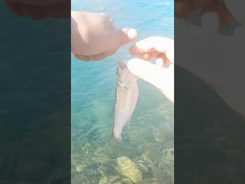 Şamandıralı levrek avı