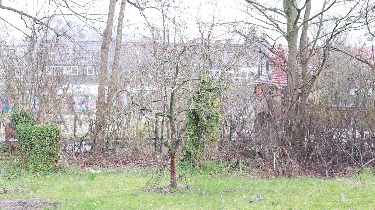 Crazy weather ( Snowfall in Germany ) March 27, 2021 