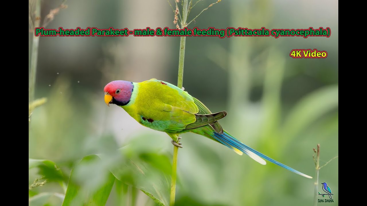 Plum headed Parakeet   feeding