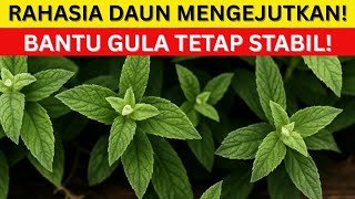 Daun Ajaib No.1! Rahasia Alami yang Bantu Kendalikan Gula, Kolesterol & Lemak Perut | dr. Budi