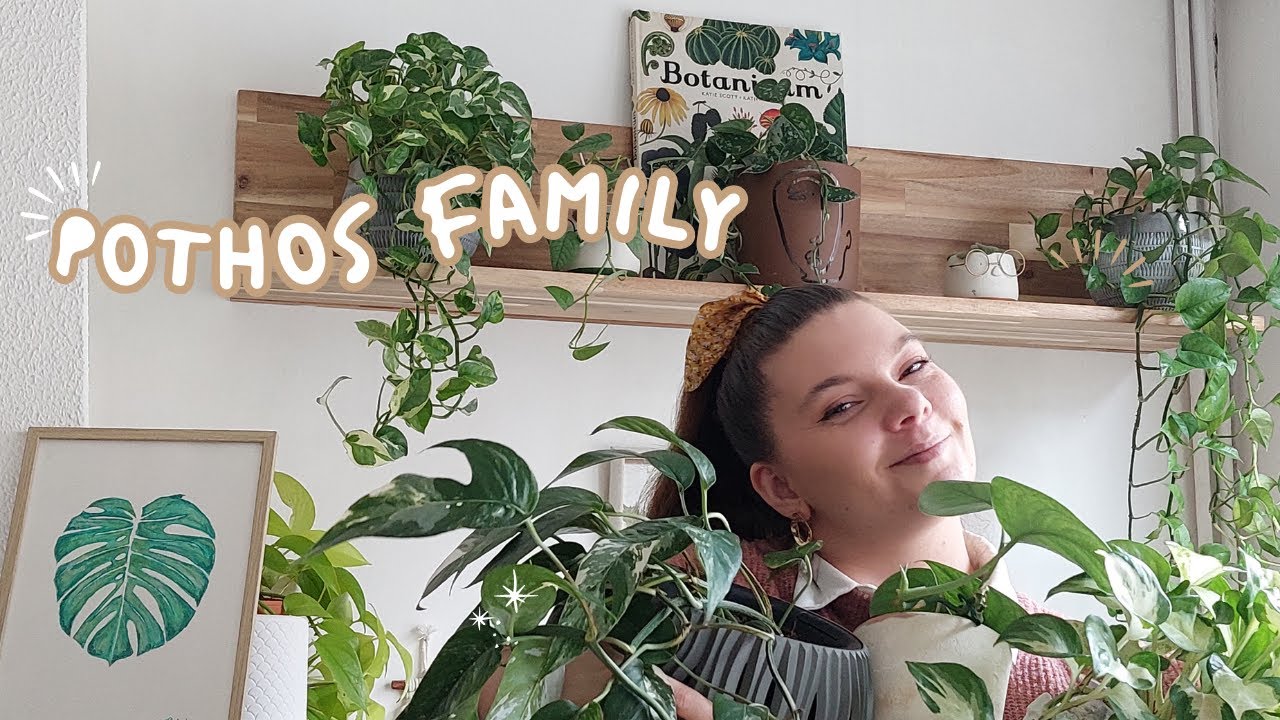 PLANTE TOUR spécial POTHOS  || ma collection complète🪴