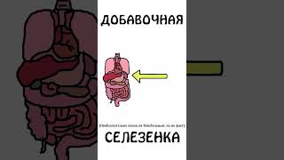 А У Вас Есть Добавочная Селезенка? #Органы #Биология #Сэмонелла #Шортс #Авызналиэто #Иф