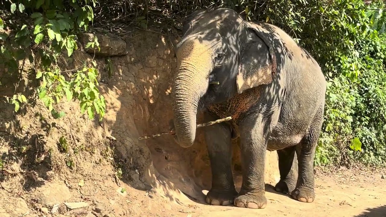 Elephant Feeding on Bamboo