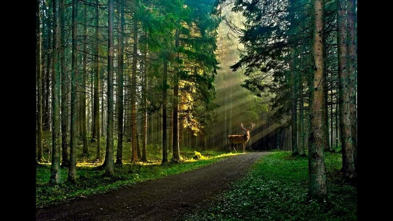 Живой звук леса. Шумный лес. Лес шумит. Звуки леса. Красивые виды леса.