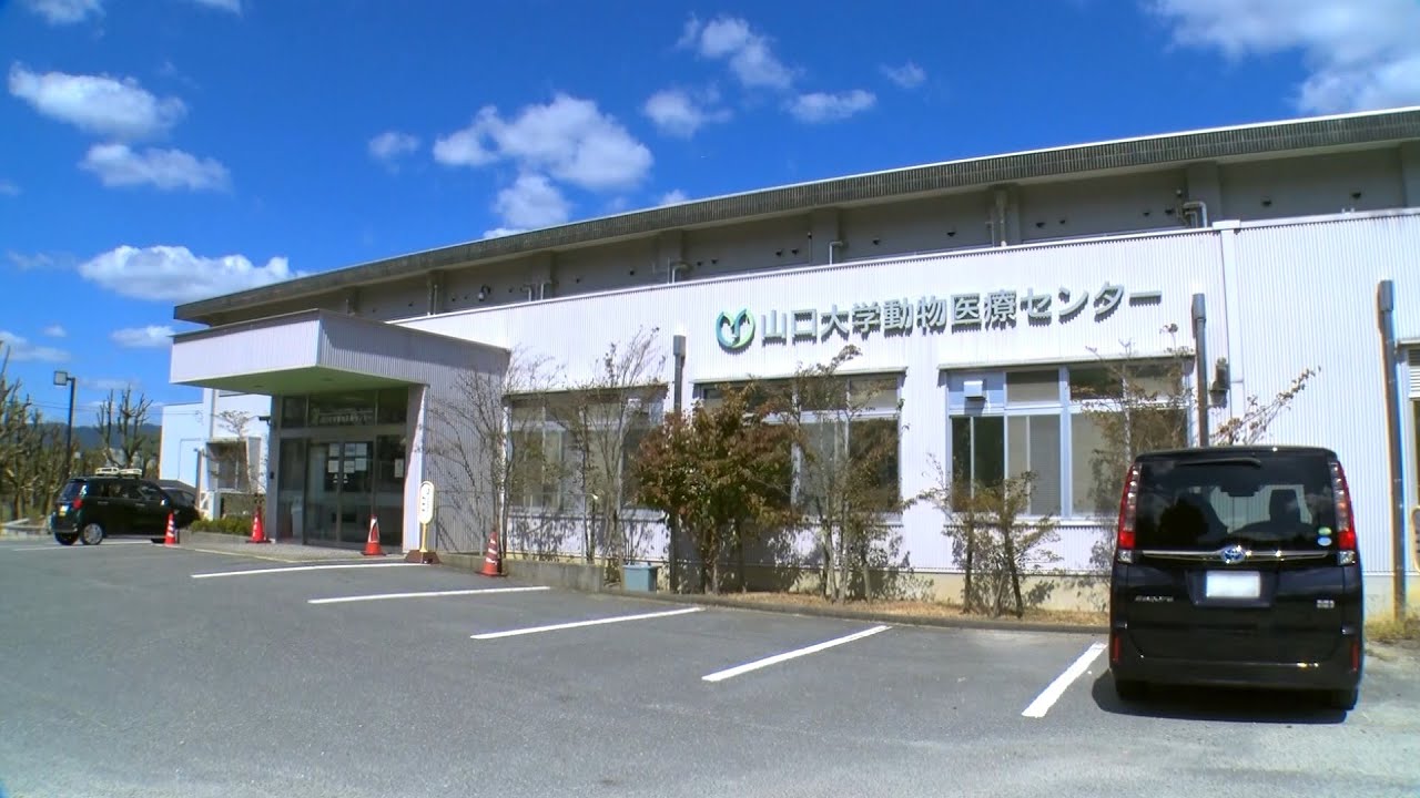 山口大学hcd 共同獣医学部 動物医療センターの紹介 Youtube