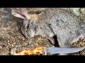 Los Angeles national forest caza de conejo 🐇