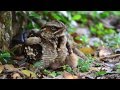 Large-Tailed Nightjar w/2 chicks-Singapore.