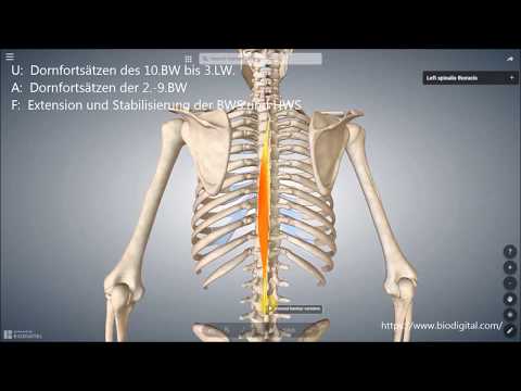 Video: Spinalis Muskel Anatomie, Funktion & Diagramm - Körperkarten