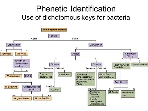 Dichotomous Flow Chart Microbiology