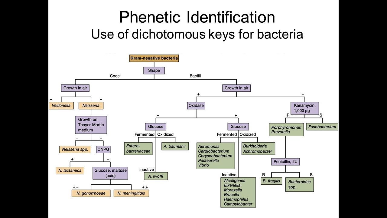 Dichotomous Flow Chart Microbiology