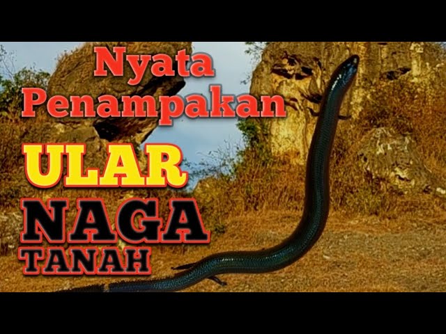 Koylagi kiygan qiz bilan porno