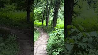 Фазаны есть есть в ботаническом #алматы #казахстан