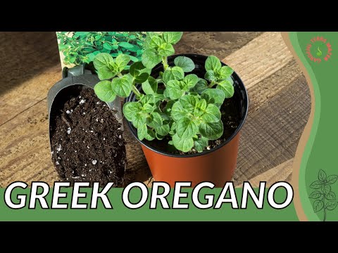 Video: Co je řecké oregano: Přečtěte si o pěstování řeckých oregano bylin