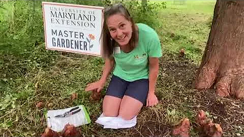 Where should I plant a bald cypress?