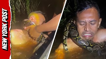 Horrifying Video Shows Python Drag Tour Guide Underwater as it Tightens Its Grip Around His Neck