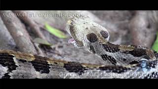 Rattlesnake Feeding 02 Footage