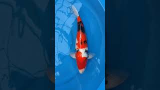 Ogata Showa Nisai #koi #koifish #fish #koipond #carp