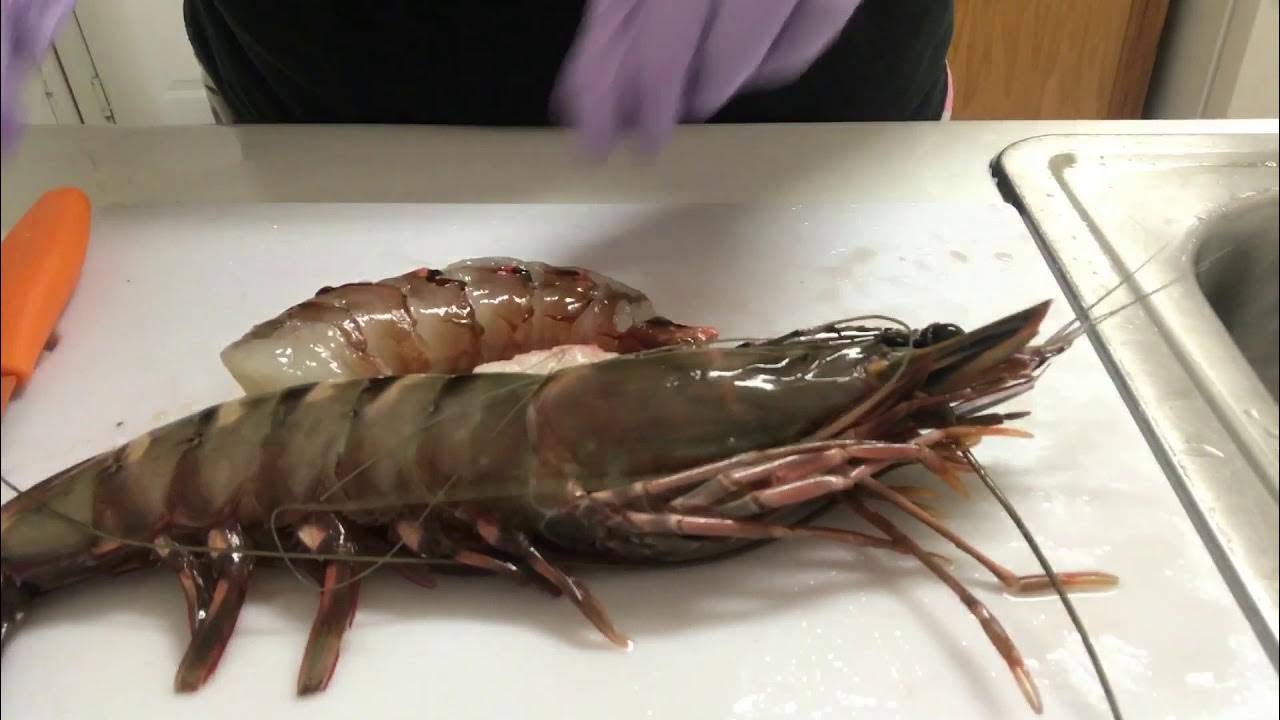 Giant Tiger Shrimp and Lobster tails size comparison YouTube