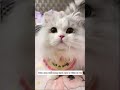 cục bông gòn của tôi
