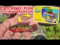 Catching PET FISH for SPONGEBOB AQUARIUM! Micro Fishing