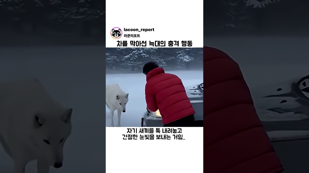 차를 막아선 늑대의 충격 행동