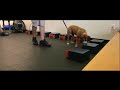 Focused K9 Odor Detection Boxes | K9 Detection Boxes | Focused K9 Detection Focused K9 Odor Detection Boxes | K9 Detection Boxes | Focused K9 Detection