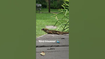 Today S S Dinosaurs Aren T Stomping Through Jurassic Park They Re In My Backyard Foryou 