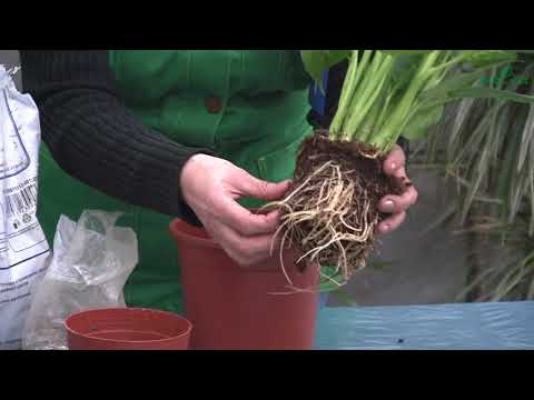 Видео: Информация за растенията Episcia: Съвети за отглеждане на растения Episcia