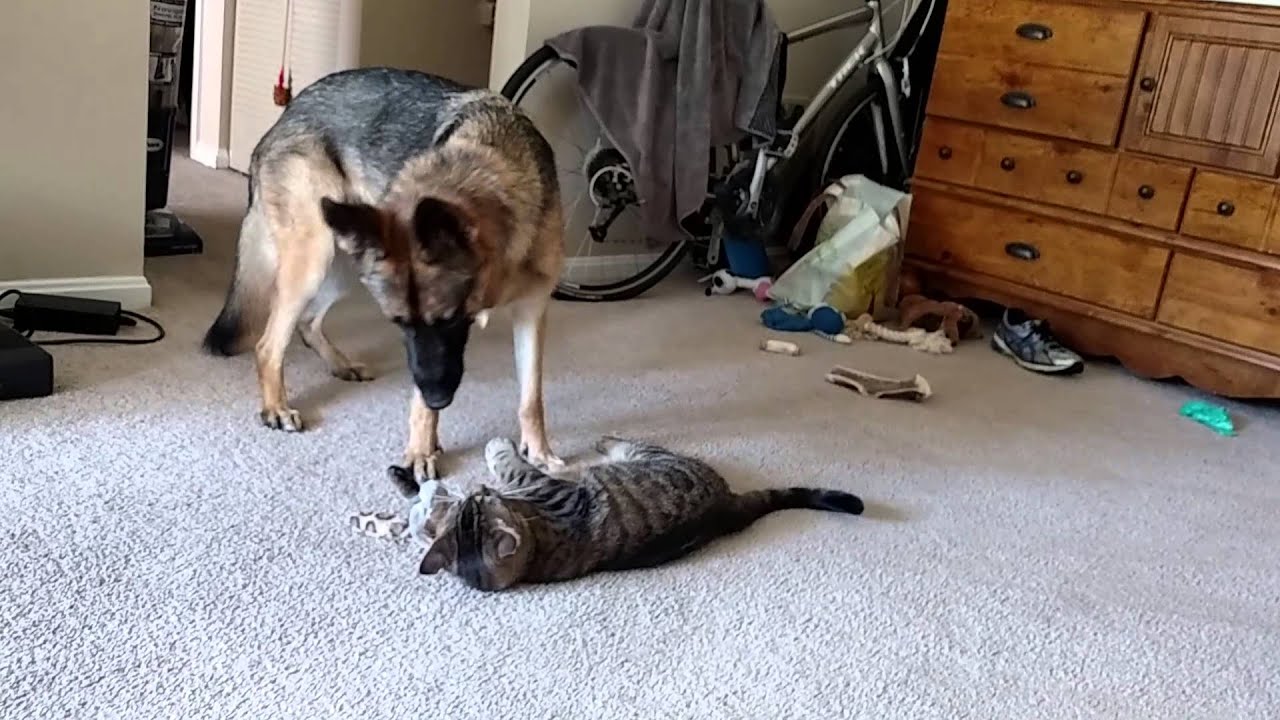 German Shepherd and cat playing - YouTube