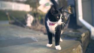 Backyard Barnyard - Panasonic GH4/Color Grading Test