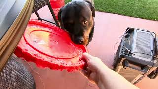 Summertime Even Tho It's Fall by Macho the Rottweiler 93 views 6 months ago 2 minutes, 2 seconds