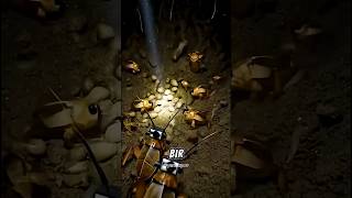 Bir Böceğin (Danaburnu) Üzerine Kamera Taktık! Yeraltında Neler Oluyor? (Gerçek Görüntüler)