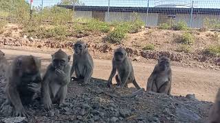 beri makan monyet jinak berebut makan🐒🐒😁