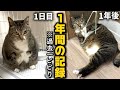 【野良猫から家猫へ】おデブすぎる猫を保護して1年が経ちました