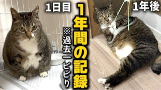 From Stray Cat to House Cat] It's been a year since we rescued an