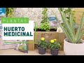 Plantas medicinales para cultivar en casa | Plantas en VERDECORA