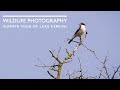 Wild bird photography at Lake Kerkini in Greece - Shrikes