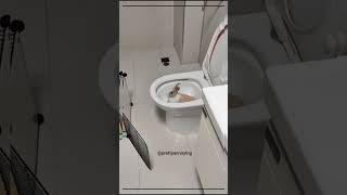 When Your Rabbit Chooses The Toilet As Its Throne
