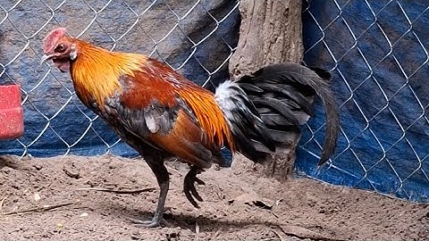 Qaib qus daj qua zoo ສອງພໍ່ລູກໄກ່ປ່າຂັນມ່ວນ