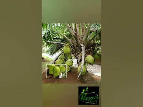 GANGABONDAM COCONUT TREE🌴 MALAYALAM|| PEPPERLEAFAGROGARDENS|| #shorts# ...