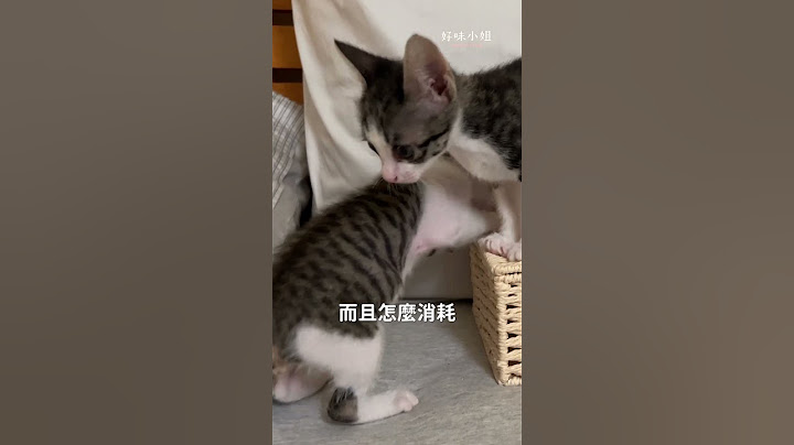 想養小貓的你準備好了嗎 🤓？ #好味小姐 #cat