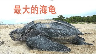 海龟 Youtube