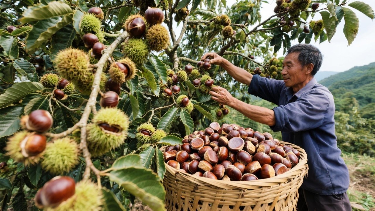 锥栗:野生迷你板栗,香甜绵软,童年的美味回忆 Wild Mini Chestnuts Sweet, Soft, A Taste Of ...