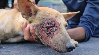 Dog with fractured pelvis and face wound lay dying, but just meet her now!